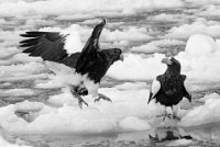 85 - STELLER EAGLE RETURN BW - KWAN PHILLIP - canada